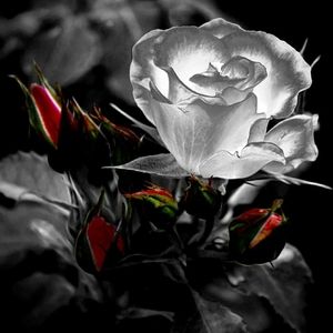 Meet your Posher, Rioz